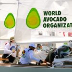World Avocado Cup Regatta