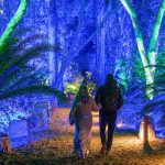 A couple strolls through the Ancient Forest at Enchanted Forest of Light © Kathryn Rapier