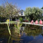 Frogs-Leap-Winery-Rutherford-4