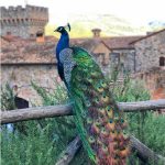 Peacock_Castello-di-Amorosa